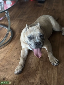 Cane Corso Listing Image