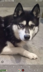 Siberian husky girl Listing Image