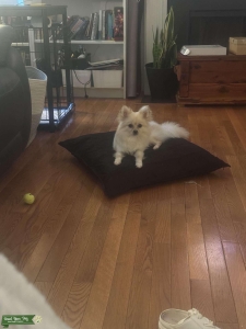 Pretty Pom looking for Stud Listing Image