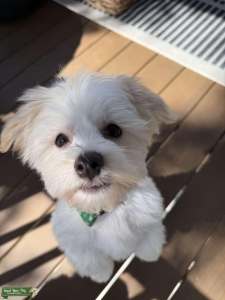 Morkie stud  Listing Image