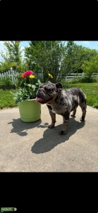 Blue Merle English Bulldog Listing Image