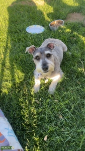 Male Schnauzer  Listing Image