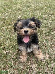 Female Morkie Looking for a Stud  Listing Image