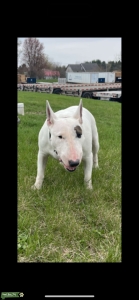 Bull Terrier female in heat – looking for stud (NYC)” Listing Image