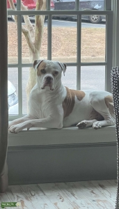 American Bulldog Stud- So Handsome Listing Image