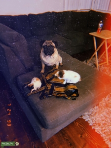 Pug stud Listing Image