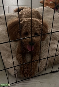 toy poodle/shitzu in CA Listing Image