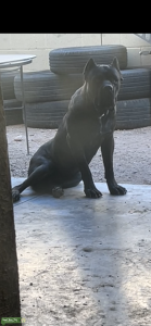 I am studing my male cane corso and trying to work with some I am from Tucson az  Listing Image