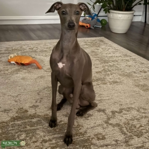 STUD SERVICE | Italian Greyhound Male Listing Image