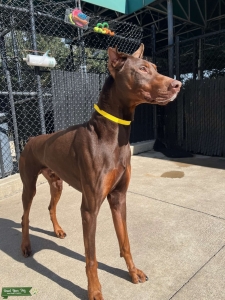 Stud Doberman  Listing Image