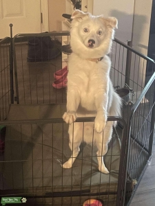 Duke is looking for a mate Listing Image