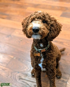 Deep Red Moyen Poodle. Pedigree verified and Genetics tested. Listing Image