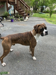 Boxer  Listing Image