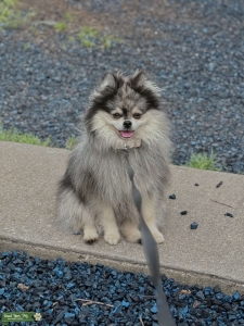 Teddy Listing Image