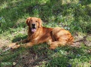 AKC Golden Retriever Listing Image