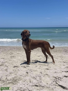 Rhodesian mix female Listing Image