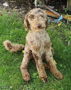 Medium chocolate Merle phantom poodle Listing Image
