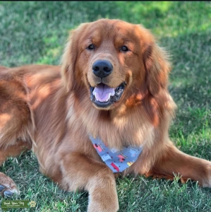AKC Golden Stud Listing Image