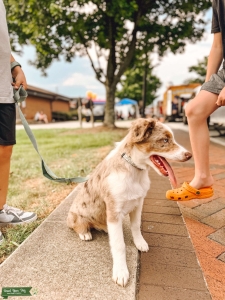 Red Merle AKC Aussie  Listing Image