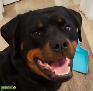 4 yo Female Ready for Puppies Listing Image