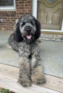 Newfypoo Stud (Poodle & Newfoundland)  Listing Image