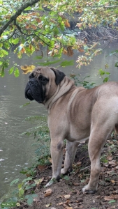 Bullmastiff  Listing Image