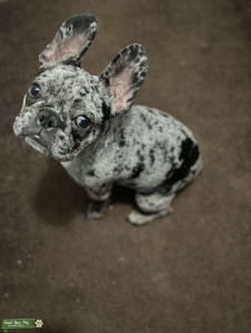 Merle Frenchie  Listing Image