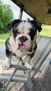 Chocolate Tri Merle  Listing Image