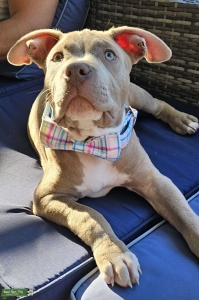 Handsome Gentle Giant Listing Image