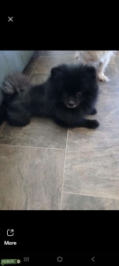 Black AKC Pomeranian Stud Listing Image