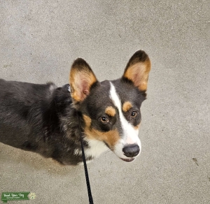 CKC American Corgi  Listing Image