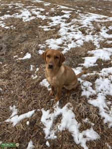 AKC British Lab Listing Image