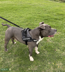 American Staffordshire Bull Terrier Listing Image