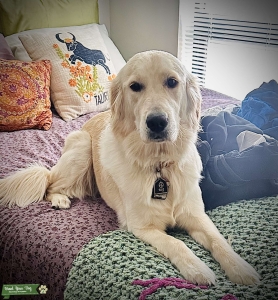 English Cream Golden Retriever with excellent blood lines Listing Image