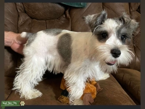 Miniature schnauzer Listing Image