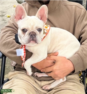 Champion French bulldog Listing Image