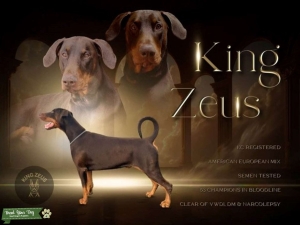 King Zeus-Ready for Stud  Listing Image
