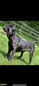 Handsome stud  Listing Image