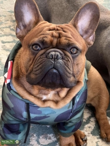 Frenchie Stud Colorado Listing Image
