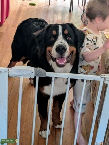 AKC Registered 4th Gen Show Dog Listing Image