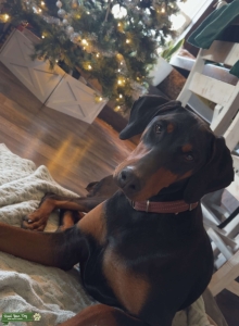 AKC Doberman Listing Image