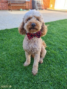 Well proven toy poodle stud Listing Image