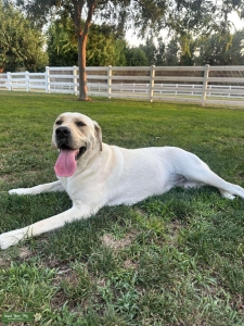 Looking for male AKC stud for my female Labrador  Listing Image