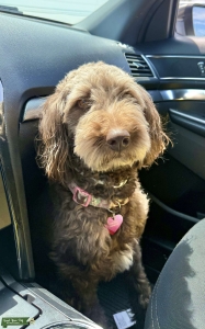 Brown Bordoodle  Listing Image