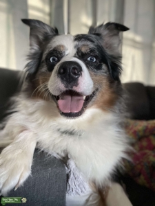 Stud looking to breed with poodle Listing Image