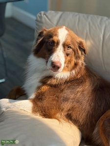Standard Red Tri Australian Shepherd  Listing Image