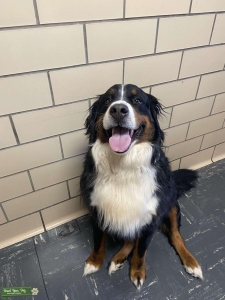 Registered Bernese Mountain Dog Listing Image