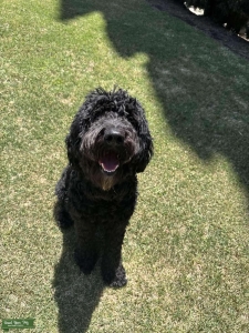 Black Golden Doodle  Listing Image