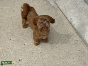 Red haired Shih Tzu Listing Image