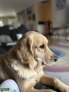 Purebred lady golden  Listing Image